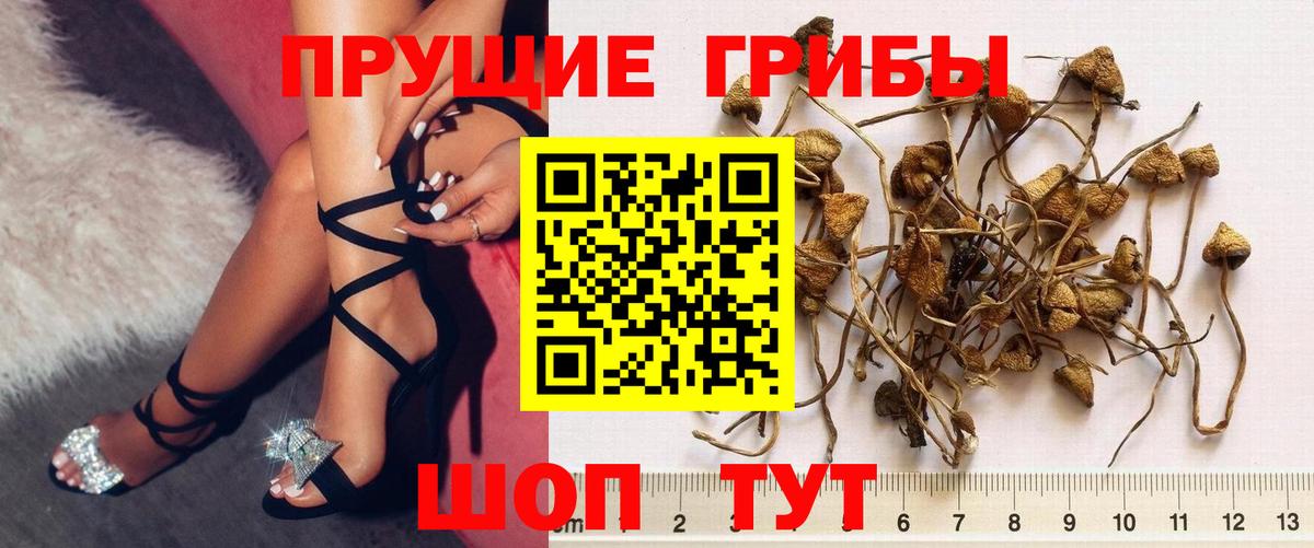 Псилоцибиновые грибы Psilocybe  Вход с VPN  хочу наркоту  Менделеевск 